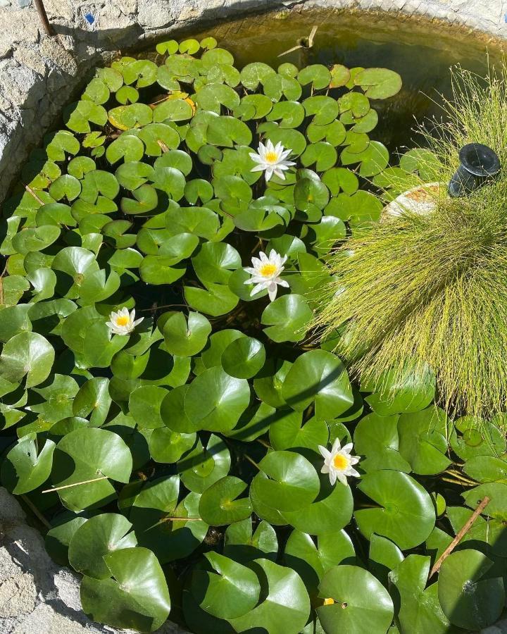 B&B Il Giardino Delle Meraviglie Μελίτο ντι Πόρτο Σάλβο Εξωτερικό φωτογραφία
