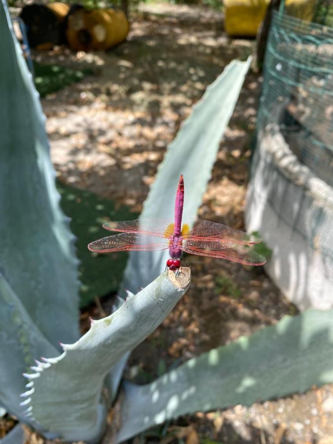 B&B Il Giardino Delle Meraviglie Μελίτο ντι Πόρτο Σάλβο Εξωτερικό φωτογραφία